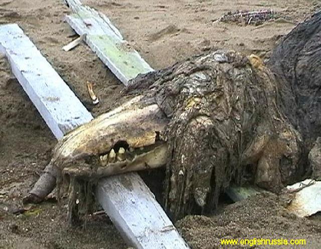 Unknown Creature Found by Russian Soldier Image 7