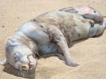 Montauk Monster II