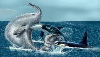 Trunko fighting orcas