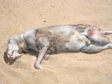 Montauk Monster II