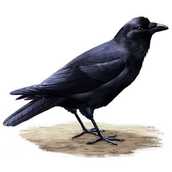 Common Raven - The messenger of death?