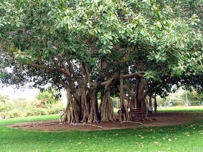 banyan tree