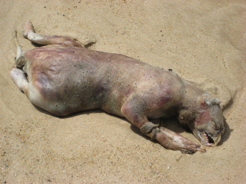 Montauk Monster - Mythical Creatures and Beasts