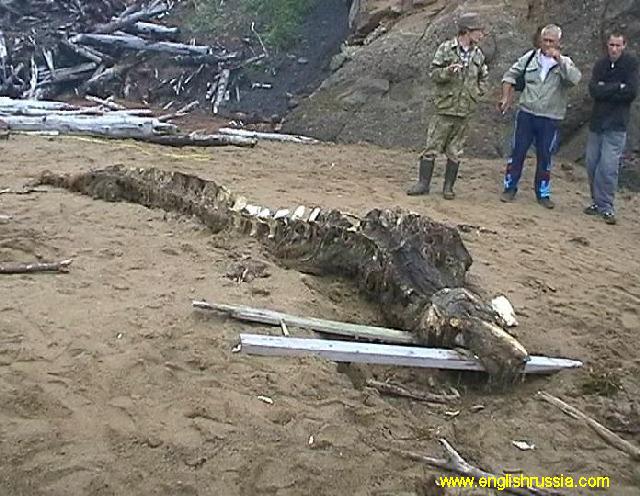 Unknown Creature Found by Russian Soldier Image 10