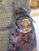 The Death's Head Moth