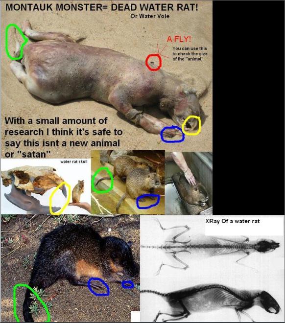 The Vole Theory