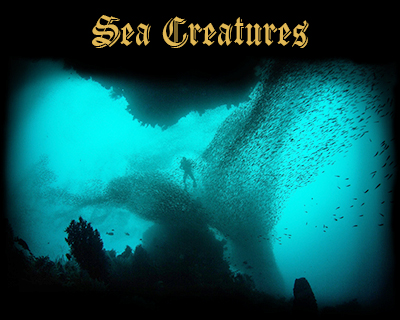 Sea Creatures