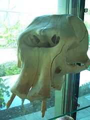 skull of a dwarf elephant displayed in the zoo of Munich, Germany.